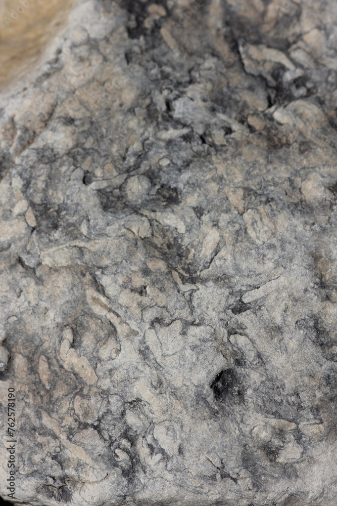 Fototapeta premium fossil texture on the stone surface