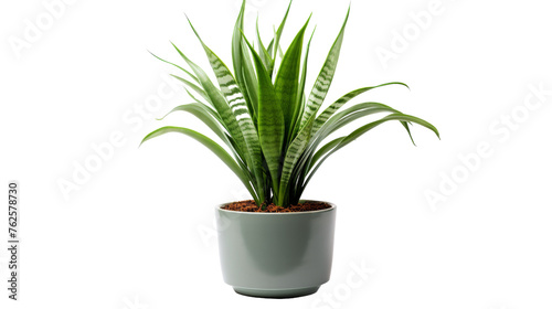 A vibrant potted plant with lush green leaves standing gracefully against a pristine white background