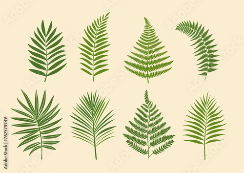 fern leaves , vector
