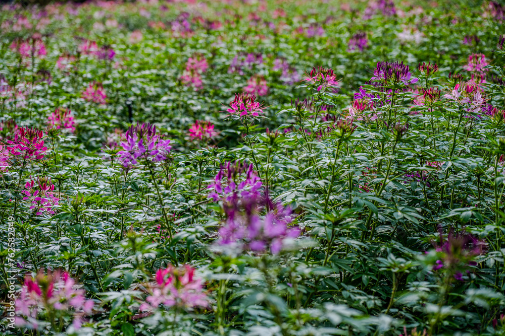 Vivid Cleome Field in Da Lat, Vietnam Vivid Cleome Field in Da Lat, Vietnam