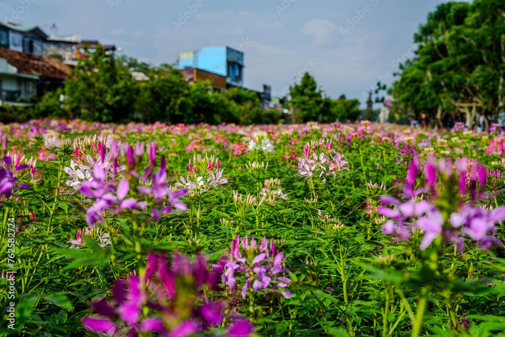 Blooming Cleome Flowers in Da Lat, Vietnam