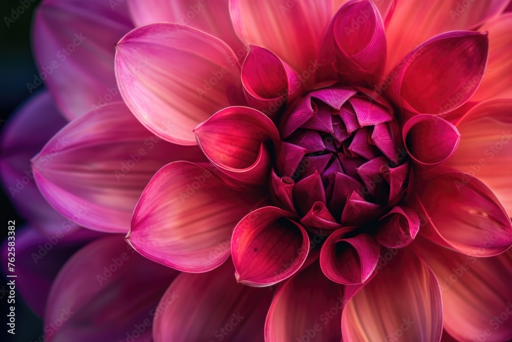A macro image of a flower showing a gradient of colors from pink to deep magenta, with focus on the delicate petal structure and the flower's intricate center
