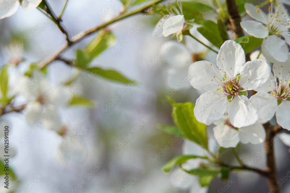 tree flowers