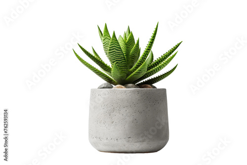 Industrial Succulent Plant in Concrete Pot Isolated on Transparent Background PNG format