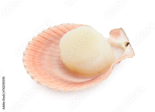 Fresh raw scallop in shell isolated on white