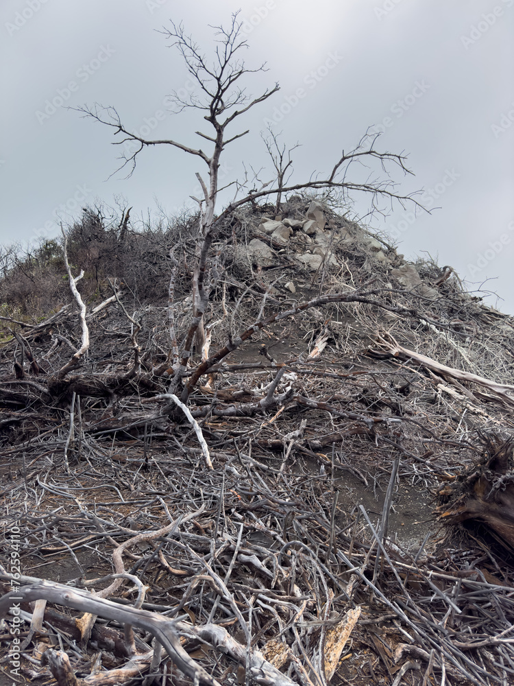 Obraz premium Dry died tree on hill