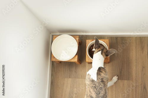Dog Whippet breed eating, top view
