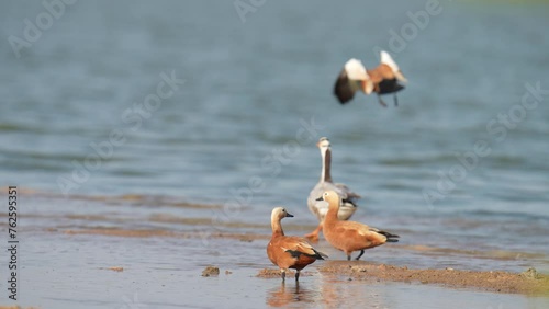 Bar-headed Goose (Anser indicus) Immigrate to escape the cold to Thailand, Bueng Boraphet, Nakhon Sawan Province. photo