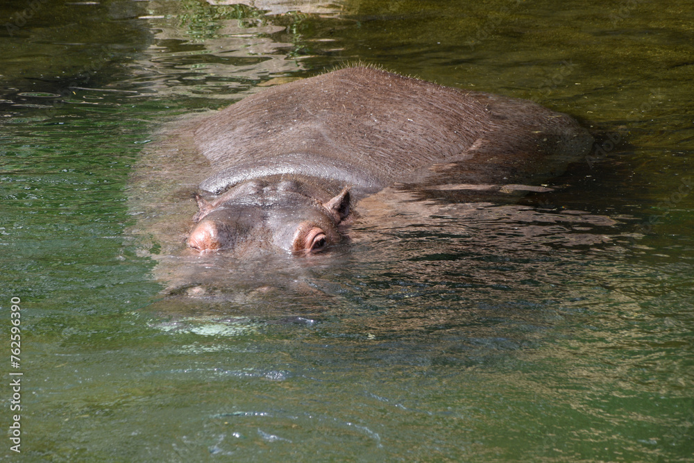 Fototapeta premium A big fat hippopotamus in the water