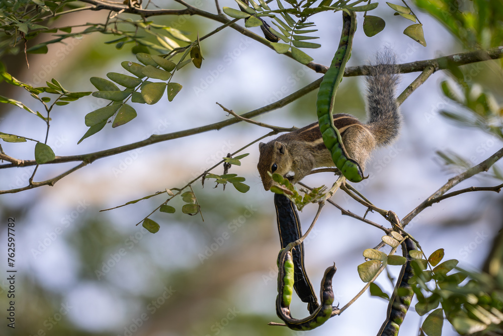 Indian Palm Squirrel - Funambulus palmarum, beautiful squirrel common in Indian woodlands and forests, Nagarahole Tiger Reserve, India. Indian Palm Squirrel - Funambulus palmarum, beautiful squirrel common in Indian woodlands and forests, Nagarahole Tiger Reserve, India.
