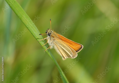 An Essex skipper butterfly, thymelicus lineola, resting on grass in the wild. 