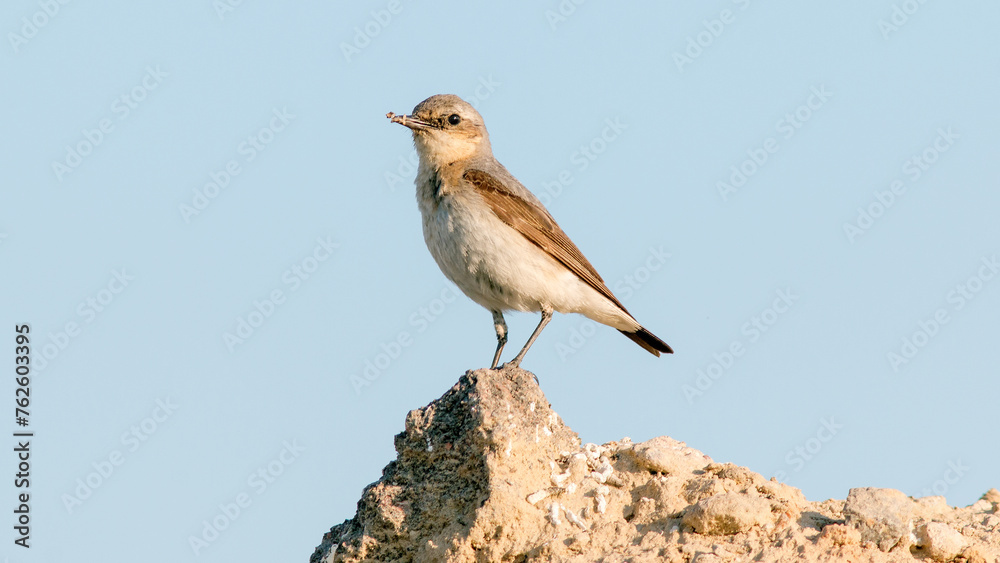 wheatear sitting on a stone wheatear sitting on a stone
