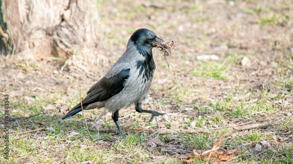 crow on the grass