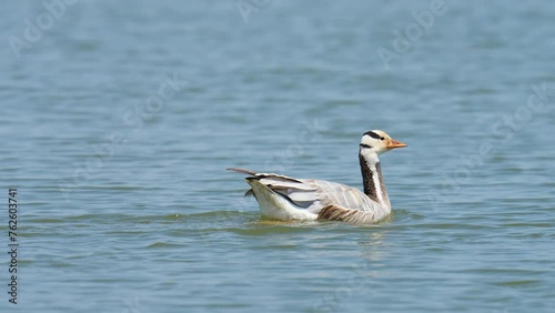 Bar-headed Goose (Anser indicus) Immigrate to escape the cold to Thailand, Bueng Boraphet, Nakhon Sawan Province. photo