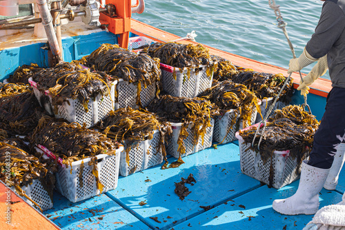 unload seaweed kelp from the boat to shore.