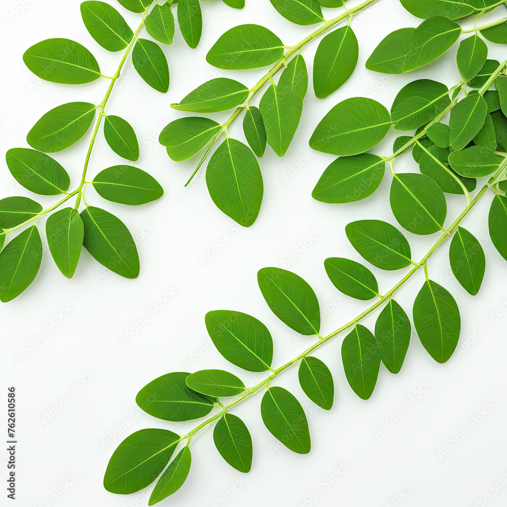 Green sprigs of moringa. The concept is a healthy lifestyle. Illustration with place for text. Square frame. Green sprigs of moringa. The concept is a healthy lifestyle. Illustration with place for text. Square frame.