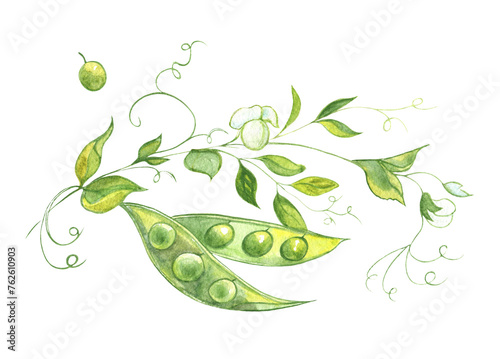 Watercolor image of a pea stalk with leaves, fruits and flowers on a transparent background.