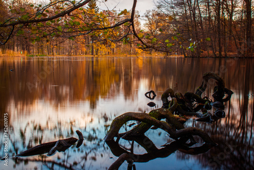 Staw jesienną porą z korzeniami drzew w Królewskim Parku w Mysłakowicach