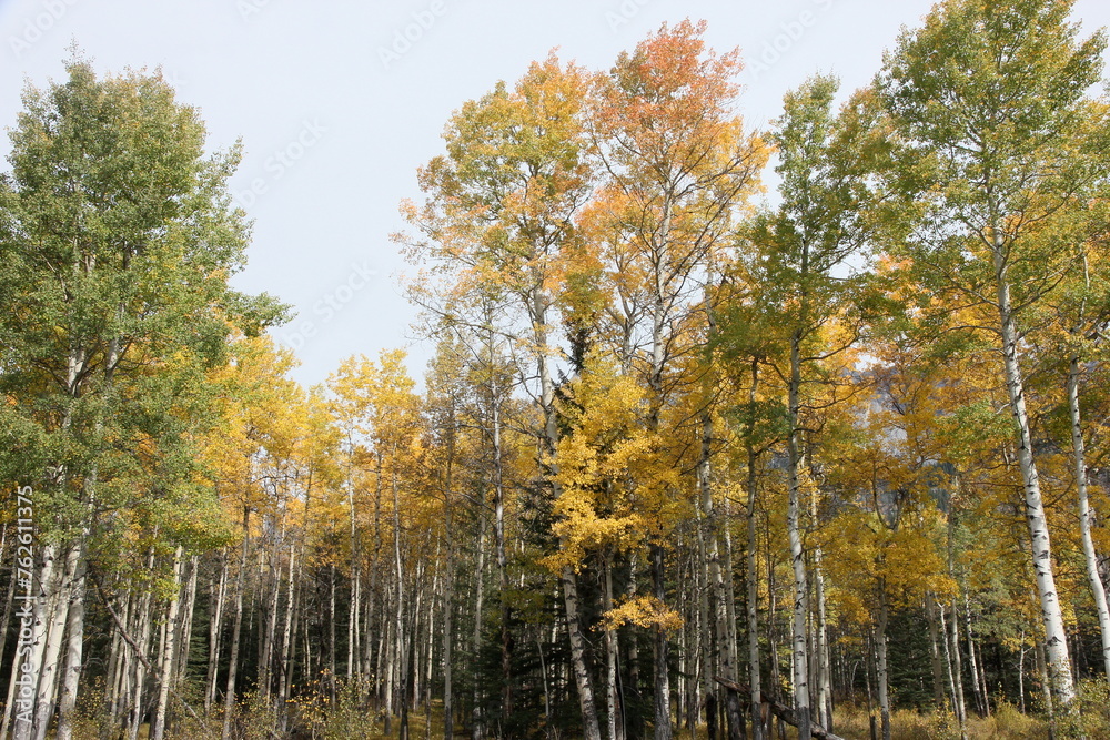 Naklejka premium autumn in the forest