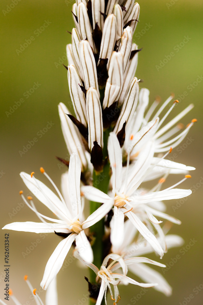 Obraz premium Asphodèle 