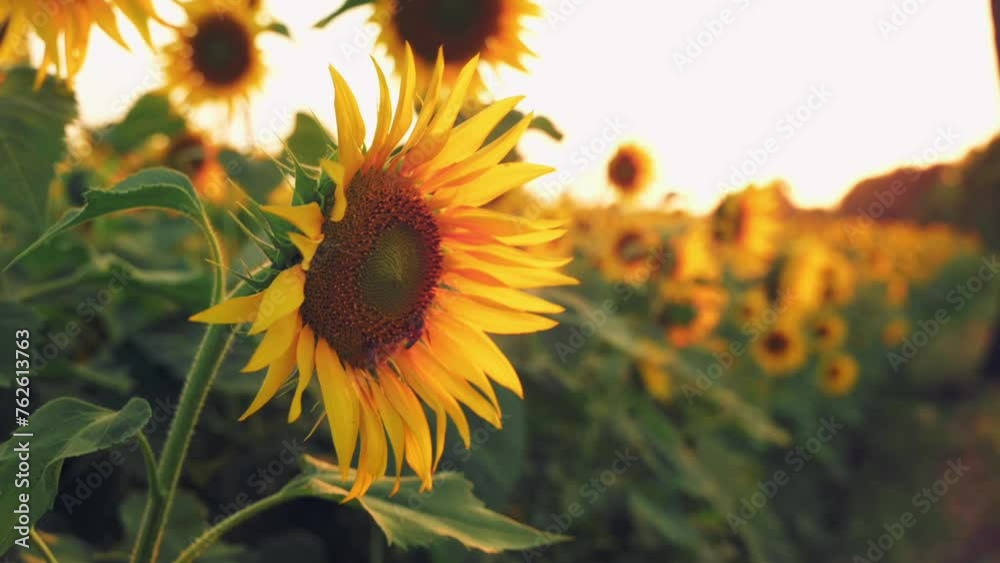 Fully bloomed Sunflowers swaying by the wind during evening time in the golden hour. Honey bee on the sunflower collecting pollens and nectar. Slow motion video with blurred sunflowers at background.