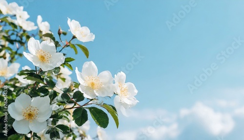 Beautiful spring border, blooming rose bush on a blue background. Flowering rose hips agains photo