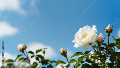 Beautiful spring border  blooming rose bush on a blue background. Flowering rose hips agains