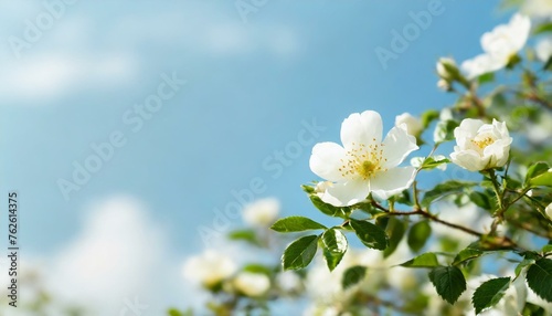 Beautiful spring border, blooming rose bush on a blue background. Flowering rose hips agains photo