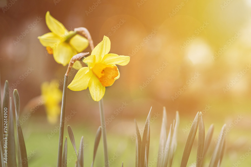 Fototapeta premium Yellow daffodil flowers on a green forest sunny meadow. Yellow narcissus