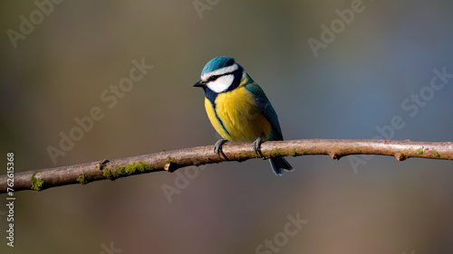 Solitary Spectator: A Blue Tit's Natural Serenity © Yolhan