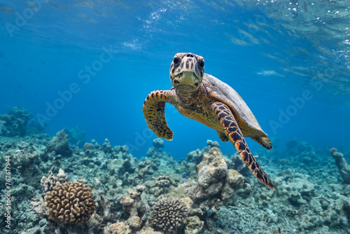 Hawksbill sea turtle swimming in blue lagoon