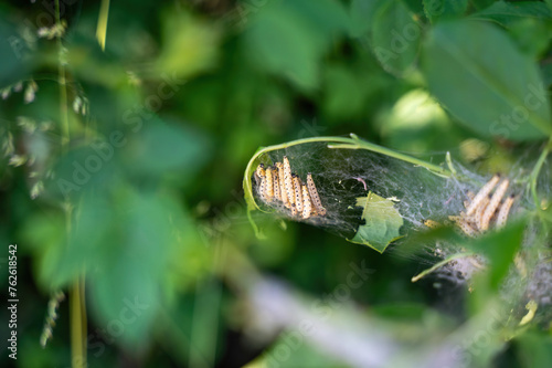 Web moth caterpillars in a web photo