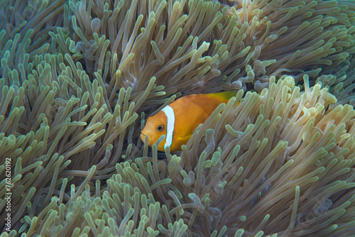 Clownfish Ocellaris symbiotic mutualism with anemone sea 