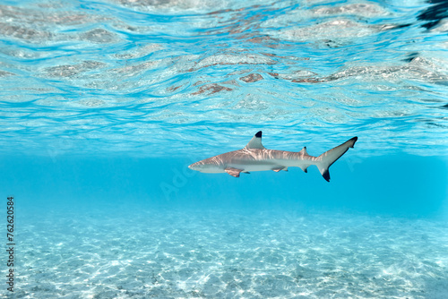Black tip reef shark carcharhinus melanopterus swimming in lagoon © zimagine