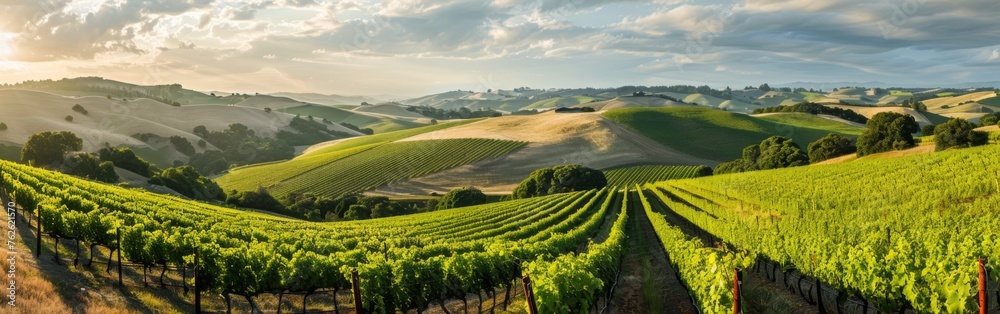 A vineyard nestled in the hilly terrain, rows of grapevines stretching into the distance under a clear sky, showcasing the beauty of agriculture in the landscape.