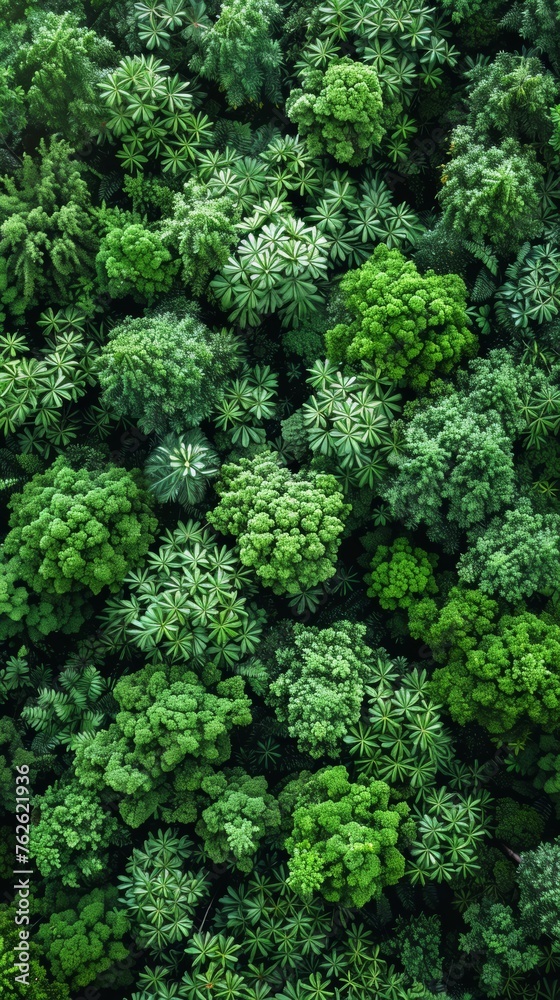 Aerial Top View of Lush Rainforest Ecosystem as Healthy Environment Background Texture Generative AI