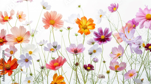 : A close-up of tiny, multicoloured Cosmo flowers against a spotless white canvas. © muhammad