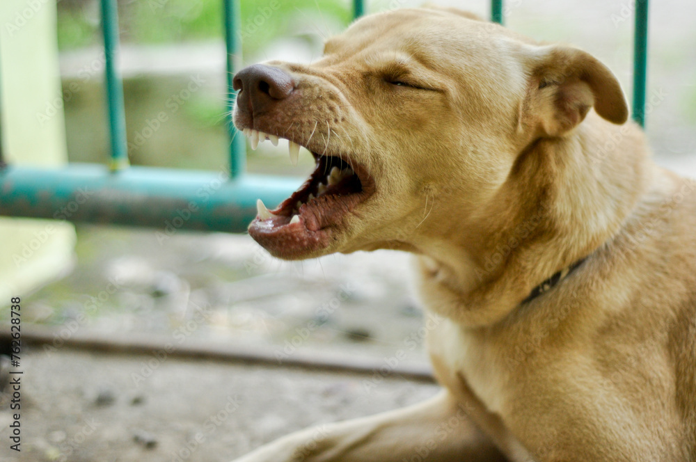 Indonesian brown mongrel dog lays on the ground and yawning.