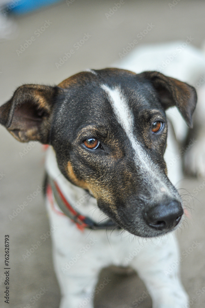 Indonesian mongrel dog stands on the ground and facing the camera.