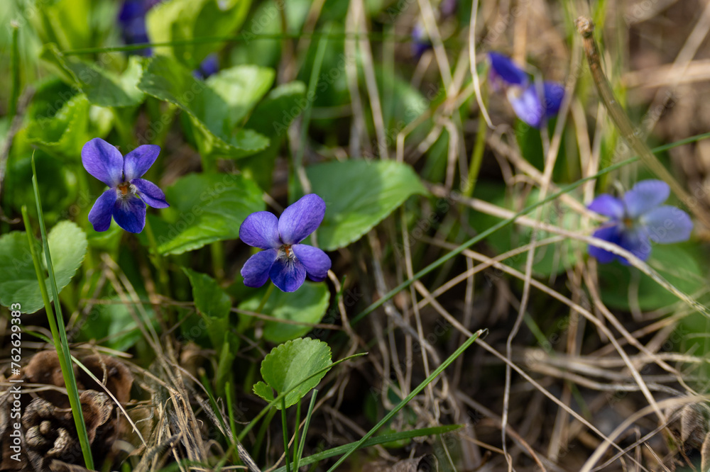 beautiful violet flowers in the wood beautiful violet flowers in the wood