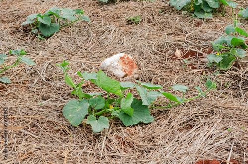 Small Zucchini Plant photo