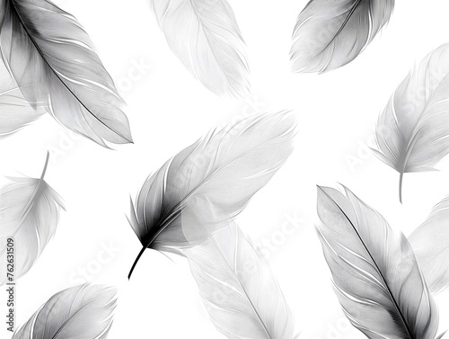 set of eleven light grey feathers isolated on white photo
