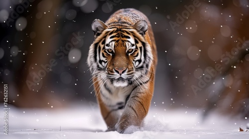  A tiger strolls through winter snow, snowflakes falling, trees in backdrop