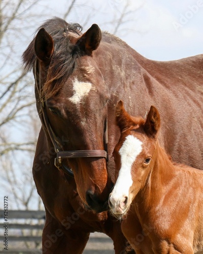 Foto Mare and foal