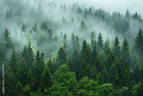 Mist-Enshrouded Evergreen Forest © spyrakot