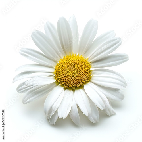 White daisy flower isolated on white background,  Flat lay, top view © Lucid
