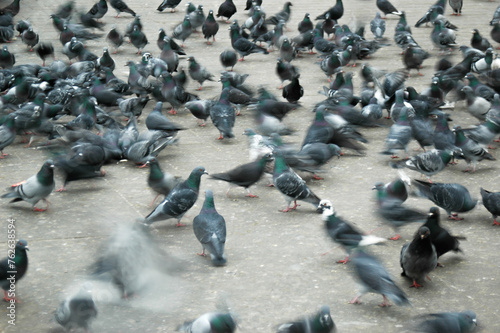 Pigeons in the street