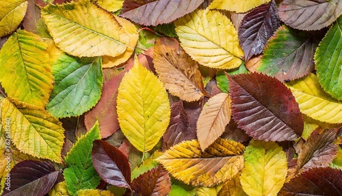 beautiful autumn leaves background top view