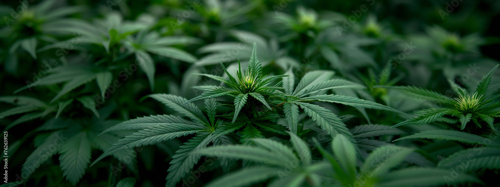 Marijuana leaves and plants with bokeh background. Natural organic medicine and alternative treatment banner. Marijuana leaves and plants with bokeh background. Natural organic medicine and alternative treatment banner.