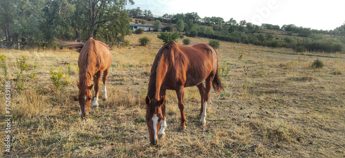 Horses in the meadow